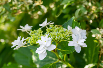 The Beauty of Hydrangea