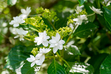 The Beauty of Hydrangea