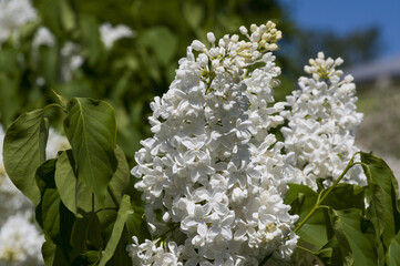 Close-Up of big purple, pink, blue, white lilac branch blooms on blurred background. Summer time bouquet of tender tiny flowers. Soft selective focus on delicate natural flowers on spring green bush