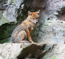 Naklejka na ściany i meble red fox in zoo