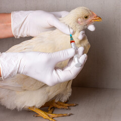 Hands of female veterinarian in white gloves with a syringe and white Leghorn chicken on grey...