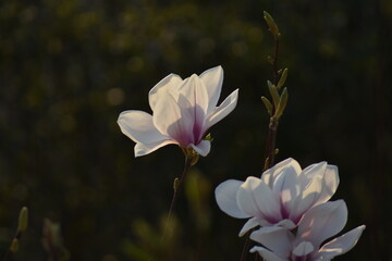 Magnolienbl&uuml;ten (Magnolia)