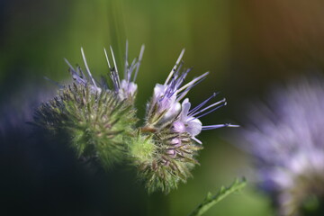 Rainfarn-Phazelie (Phacelia tanacetifolia)