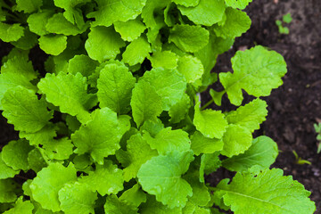 Green leaves of Brassica juncea growing in garden