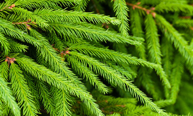 Spruce branches, green coniferous forest