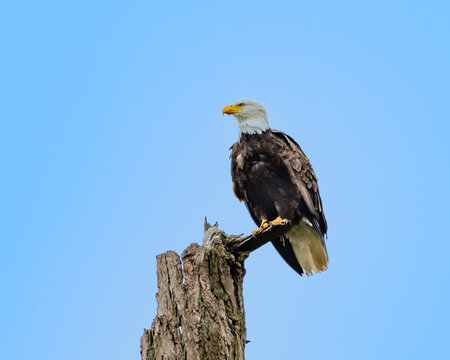 Bald Eagle perched on a dead tree, British Columbia, Canada