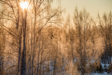 The sun illuminates the branches of trees covered with hoarfrost on a frosty winter day