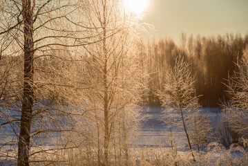 The sun illuminates the branches of trees covered with hoarfrost on a frosty winter day