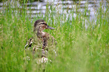 Mallard duck hiding in a green grass near the water. Portrait of female wild duck at lake coast