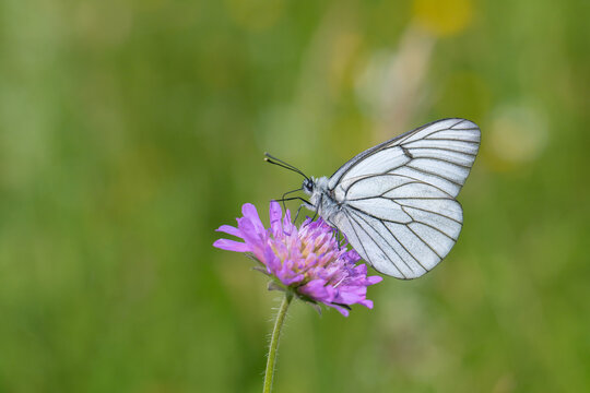 Black-veined white butterfly (Aporia crataegi) visits a field scabious. © Amalia Gruber