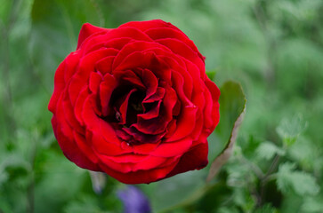 Beautiful red rose in a garden