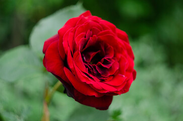 Beautiful red rose in a garden