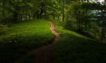 Beautiful views in the forest