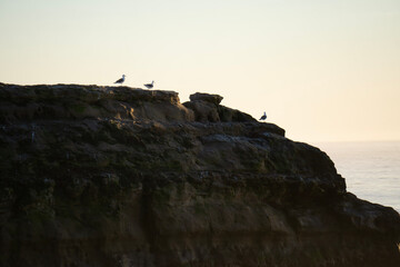 seagulls on a rock
