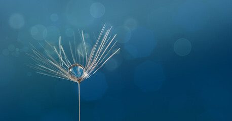 Dewdrop on a dandelion seed macro in nature.