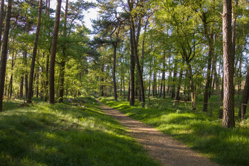 Forest with a road in the sunshine.