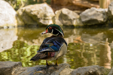 Animals in the mini zoo