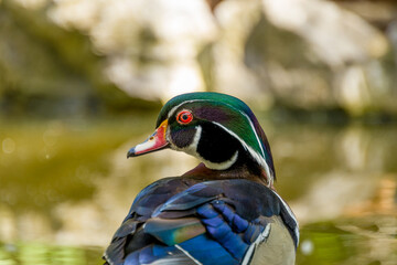 Animals in the mini zoo