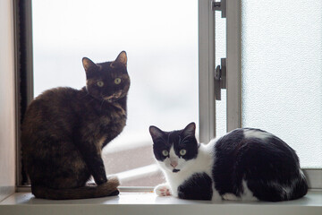 ２匹猫　リラックス  窓際　眺める　白