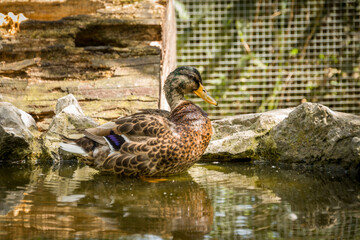 Animals in the mini zoo