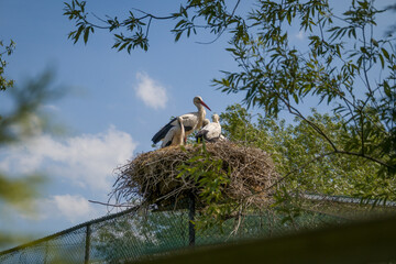 Animals in the mini zoo