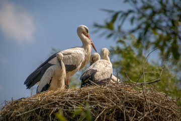 Animals in the mini zoo