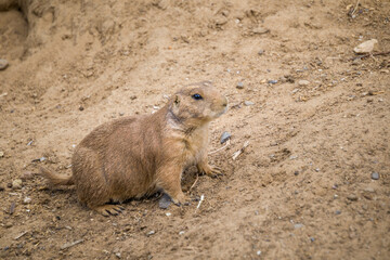 Animals in the mini zoo