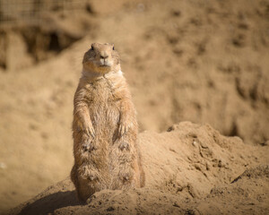 Animals in the mini zoo