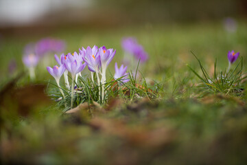 purple crocus flowers