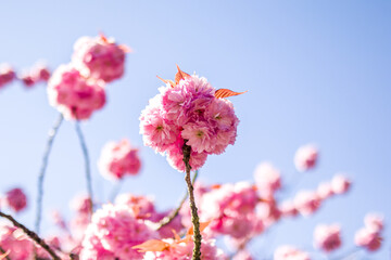 Blooming Japanese apricot.