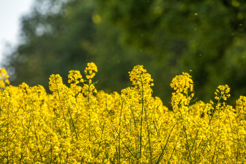 Blooming rapeseed in the fields
