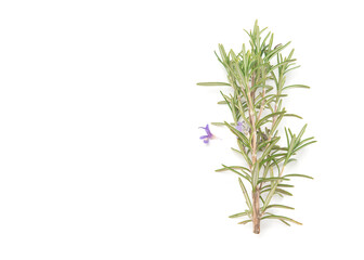 Branch of rosemary isolated on white background. Aromatic evergreen shrub