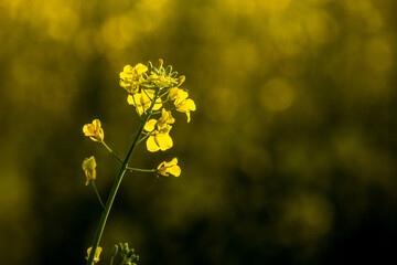 Blooming rapeseed in the fields