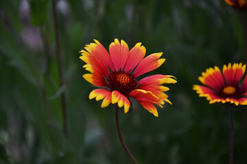 beautiful flowers in the garden