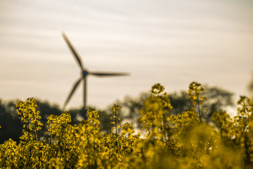 Blooming rapeseed in the fields