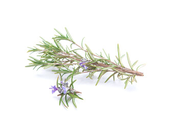 Branch of rosemary isolated on white background. Aromatic evergreen shrub