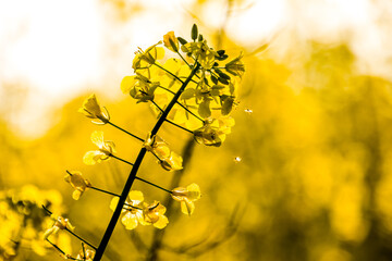 Blooming rapeseed in the fields