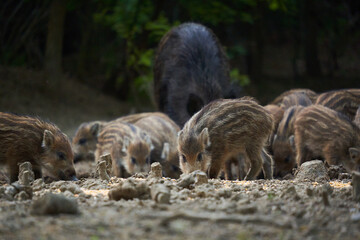 Wild hog herd in the forest