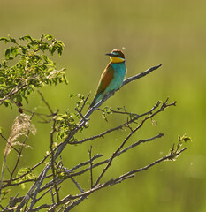 Bee-eaters in a sunny day