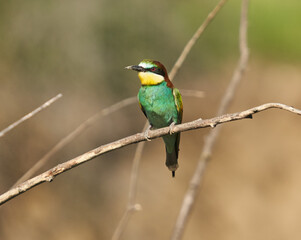 Bee-eaters in a sunny day