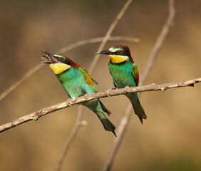 Bee-eaters in a sunny day