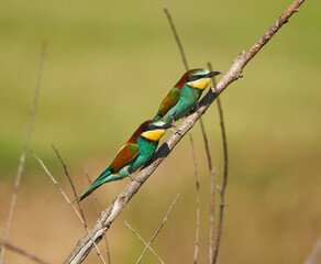 Bee-eaters in a sunny day