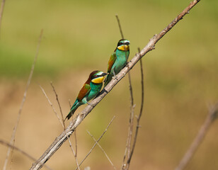 Bee-eaters in a sunny day