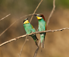 Bee-eaters in a sunny day