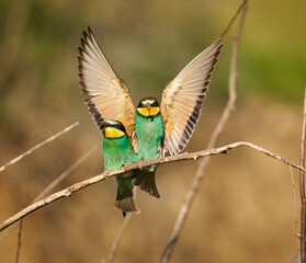 Bee-eaters in a sunny day