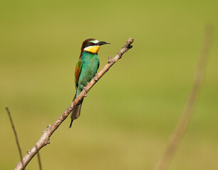 Bee-eaters in a sunny day
