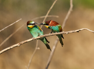Bee-eaters in a sunny day