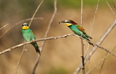Bee-eaters in a sunny day