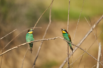 Bee-eaters in a sunny day