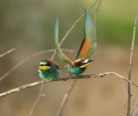 Bee-eaters in a sunny day